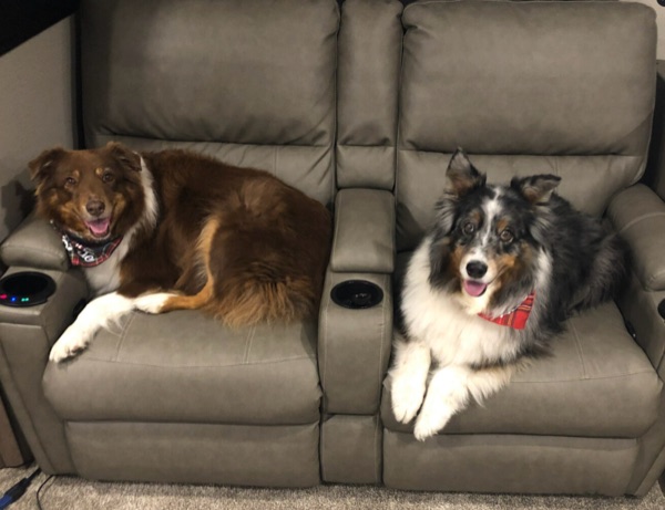 Two dogs relaxing on the RV's theater seating